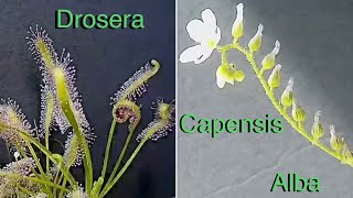 Drosera Capensis Alba TimeLapse [upl. by Lleunamme]