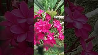 Red Frangipani short video benefitsalleviate headachebackpain anti inflamatory traits [upl. by Nnainot]