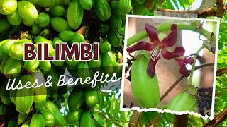 The Extraordinary Bilimbi Tree Averrhoa bilimbi  Benefits and Uses  Irumpanpulli [upl. by Annailuj]