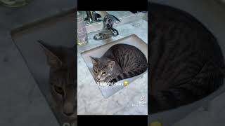 I just made a diss track on my cat😂😂😂 crazy disstrack funny catsrap [upl. by Cul]