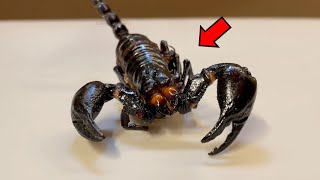 Most Unique Creatures  Scorpion Anatomy [upl. by Anelem]