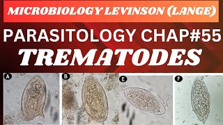 Trematodes Flukes Parasitology Microbiology complete lecture mbbs microbiology [upl. by Nitza]