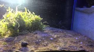 DSB Miracle Mud Refugium natural reef filtration [upl. by Alehtse885]