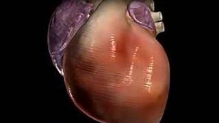 Cardiac Arrhythmia [upl. by Gillman]