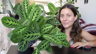 How To Make a Prayer Plant Houseplant More Full  Maranta Plant Propagation [upl. by Hite]