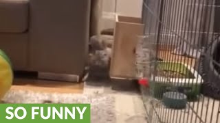 Bunny rabbit catches a case of the zoomies [upl. by Nimad985]