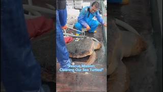 quotRescuing a Sea turtle From Barnacles seaturtles barnacles sea turtle animallover animals [upl. by Aldous252]