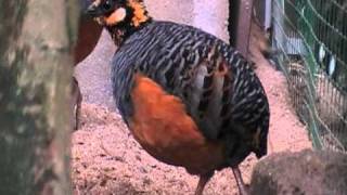 chestnut bellied partridge [upl. by Anej]