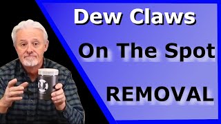 DIY dewclaw removal quick and painless for French bulldogs [upl. by Anilev]