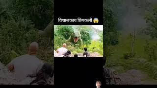 बिशालकाय छिपकली 😱 shorts movie moviekattaa1 [upl. by Llertal585]