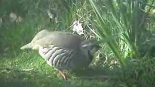 Redlegged Partridge Alectoris rufa [upl. by Desdee]