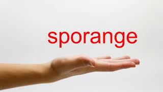 How to Pronounce sporange  American English [upl. by Inesita922]