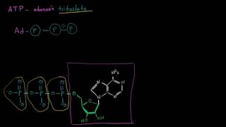 ATP adenosín trifosfato  Energía y enzimas  Biología  Khan Academy en Español [upl. by Arbmat380]