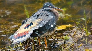 Sunbittern Eurypyga helias [upl. by Harve]