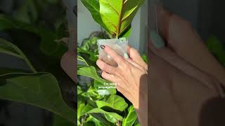 How to you get your Fiddle Leaf Fig to branch out ➡️ CHOP IT ✂️ [upl. by Iroak]