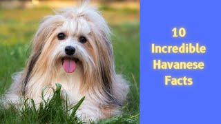 10 Incredible Havanese Facts [upl. by Wie]