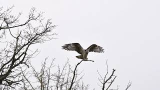 Balbuzard pêcheur  migration Brenne 2018 [upl. by Nixie]