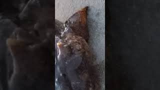 Florida Toadfish Strikes Savage Gear Shrimp Lure [upl. by Eirffej866]