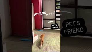 cats pets attack [upl. by Dorlisa]