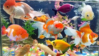 ORNAMENTAL FISH IN AQUARIUM GOLDFISH GLOFISH MOLLY FISH REDFIN FISH CUTE FISH [upl. by Niamreg]