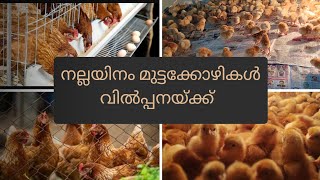 BV380 Chicks in kerala ph9496209612 [upl. by Notfilc481]