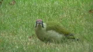 Yaffle Green Woodpecker [upl. by Ttenaj327]