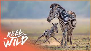 Newborn Zebra Takes Its Tentative First Steps  Natures Newborns [upl. by Entruoc]