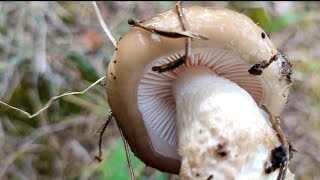 Llanega negra Hygrophorus Latitabundus Una tormenta y a cruzar los dedos [upl. by Nnylorac]