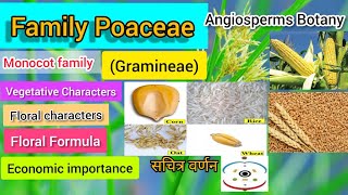 Family Poaceae Gramineae Vegetative Characters Floral CharactersFloral Formula Plant families [upl. by Notyard735]