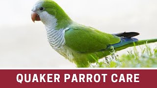 How to Take Care of a Quaker Parrot  Quaker parrot care  Quaker parrot how to take care of [upl. by Eeluj]