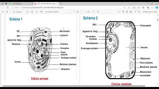 biologie cellulaire s1 BCG Partie 1 [upl. by Angeline]