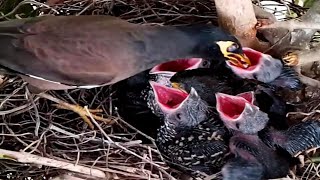 Common myna Birds Feed baby food with eyes closed [upl. by Yelekalb]