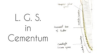 Drawing of Cementum  Longitudinal ground section [upl. by Araccot]