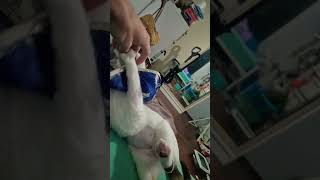 Day 80 cats kittenkuts catfunny funny kittos funnycatvideos kitten kitts funnyanimal kitty [upl. by Blaze]