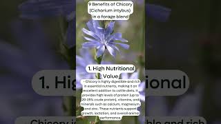 9 Benefits of ChicoryCichorium intybus in a forage blend High Nutritional Value [upl. by Nylirrej657]