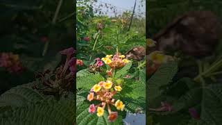 New technique for pesticide banane ka tarika flowers anokhe phool se pesticide indiaflower [upl. by Fachini]