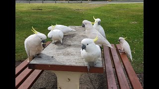 Everyone likes to feed hilarious cockatoos in the park  Chim két trắng đại náo trong công viên [upl. by Scevour727]