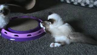 Birman Kittens Nala and Yuumi  More Play Time [upl. by Camille]