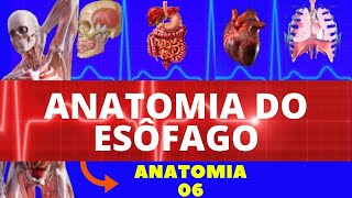 ANATOMIA DO ESÔFAGO  SISTEMA DIGESTÓRIO ANATOMIA HUMANA [upl. by Christyna237]