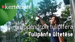 Tulipánfa ültetése  Liriodendron tulipifera  Megyeri Szabolcs Kertészet Nyúl [upl. by Ylrebma]