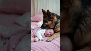 Protective Dog and baby [upl. by Amme237]