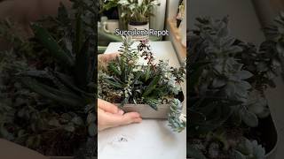 Succulents shorts indoorplants diy houseplants garden propagation succulent plantcare [upl. by Ecirpac]