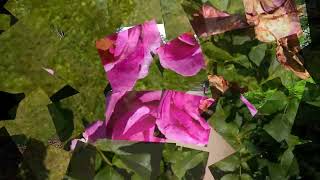 Sommerblüte im Ostdeutschen Rosengarten Forst LausitzBaršć Łužyca 2 [upl. by Leynad]