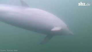 Begegnung mit einem Delfin in der Eckernförder Bucht [upl. by Seymour]