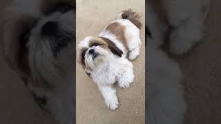 Shih Tzu talking back [upl. by Toombs]