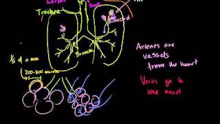 The Lungs and Pulmonary System in Bangla [upl. by Yelrebmik]