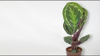 Calathea roseopicta  Korbmarante Prayer Plant [upl. by Orenid]