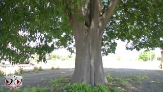 Celtis Australis  il gigante verde di Carmiano [upl. by Dlopoel]