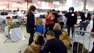 Ambiance Exposition canine Metz 6 11 2010 [upl. by Thorny]