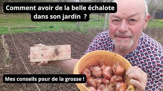 Comment planter les échalotes dans son jardin  Mes conseils et quand planter [upl. by Nachison]